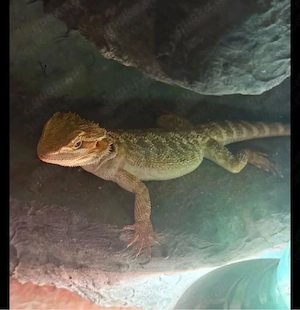 Bartagame Weibchen + Terrarium