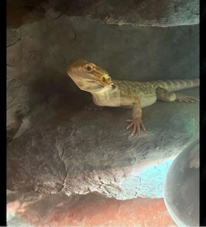 Bartagame Weibchen + Terrarium