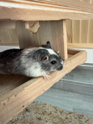 Wüstenrennmäuse zu Verschenken 