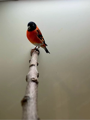 Kapuzenzeisig (6,4), Feuerzeisig, 6 Hähne und 4 Hennen, pärchenweise, 2025, 40 Euro pro Tier