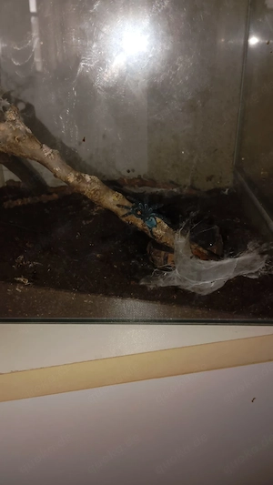 Junge Vogelspinne zuverkaufen