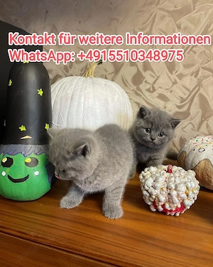 Britisch Kurzhaar BKH kitten