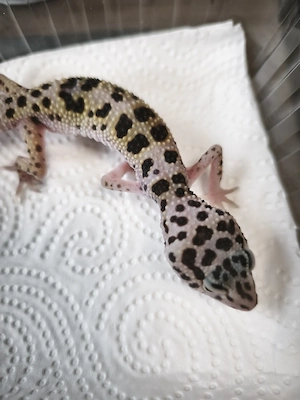 Eublepharis Montanus Wildtyp Ghost het Eclipse Ph. TA 0.1 NZ 25