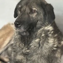 Caius ca. 47 cm   sucht nach Ruhe und Liebe