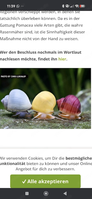 suche apfelschnecken 