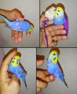 mega Zahm Wellensittich handzahm Vögel zutraulich Haustier 