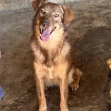 Zuri ca. 48 cm   möchte geliebt werden