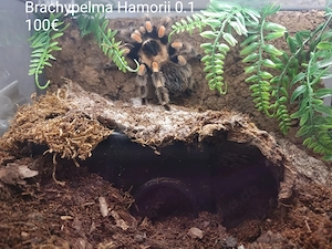 Vogelspinnen mit komplett eingerichtetem Terrarium  Bild 2