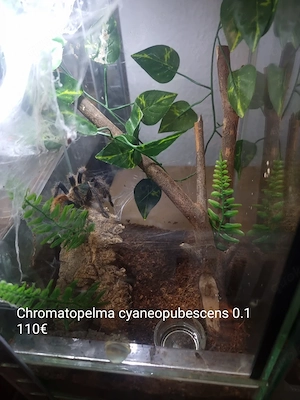Vogelspinnen mit komplett eingerichtetem Terrarium  Bild 3