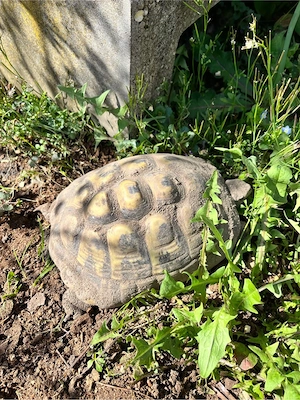Griechische Landschildkröte