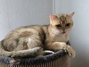 BKH Katze Black Golden (Chinchilla)   seltene Farbe   liebevolles Zuhause gesucht