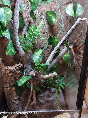 Vogelspinnen mit komplett eingerichtetem Terrarium  Bild 4
