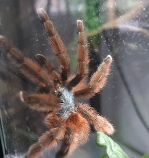 Vogelspinnen mit komplett eingerichtetem Terrarium  Bild 5