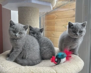 Bezaubernde British Shorthair Kätzchen ab dem 12.04.2026 abzugeben
