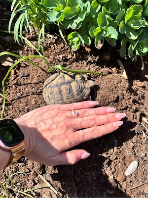 Griechische Landschildkröte