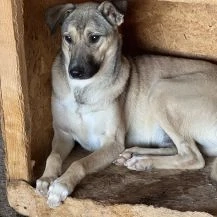 Mike J ca. 48 cm   sucht seine Menschen