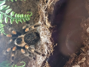 Vogelspinnen mit komplett eingerichtetem Terrarium  Bild 7