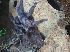 Vogelspinnen mit komplett eingerichtetem Terrarium  Bild 6