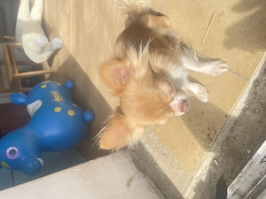 chihuha hündin 3 jahre jung 