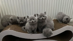 Bezaubernde British Shorthair Kätzchen ab dem 12.04.2026 abzugeben