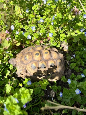 Griechische Landschildkröte