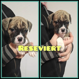 OEB-Boxer-Mix-Welpen Bild 4