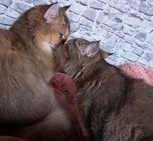 Neues zu Hause mit Freigang gesucht