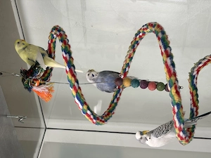 Dringend: 3 Wellensittiche   nur gemeinsam, erfahrene Hände gesucht