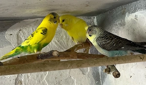 3 Wellensittiche  abzugeben   gutes Zuhause gesucht