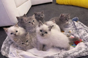 Britisch Kurzhaar-Kätzchen mit Stammbaum