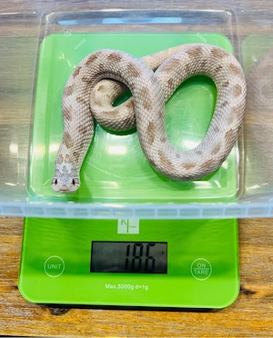 0.1 Heterodon nasicus Lavender Conda DNZ 2024