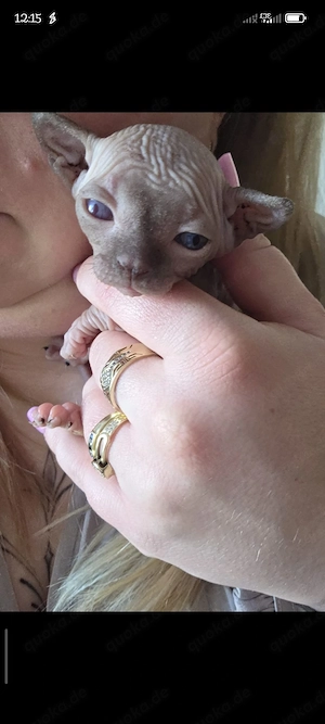 Spinx babykitten mit Papieren