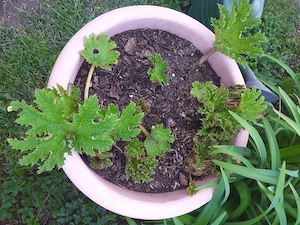 Mammutblatt für Teichrand,Kübel,Beet!