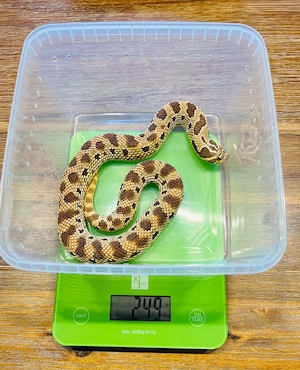 0.1 Heterodon nasicus het Toxic