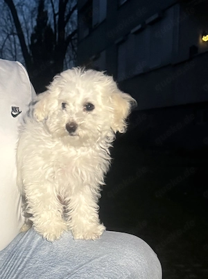 Bichon frisé auf der Suche nach einem neuen Zuhause dringend
