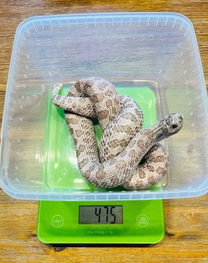 0.1 Heterodon nasicus Moonstone