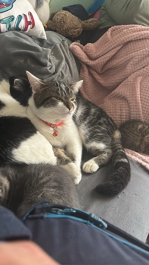 Verkaufen ein Kater Balou