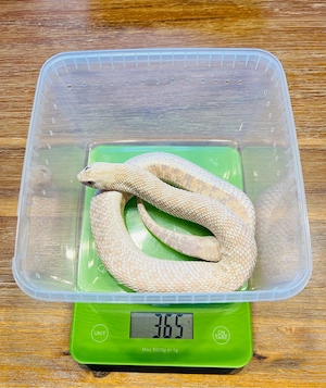 0.1 Heterodon nasicus Snow