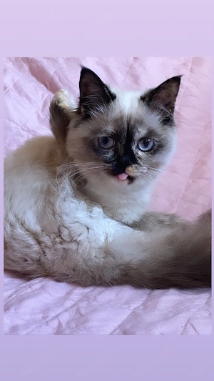 Süße Katze zu verkaufen   verspielt und lieb