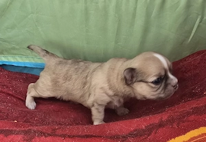 Chihuahua- Shih Tzu Welpe