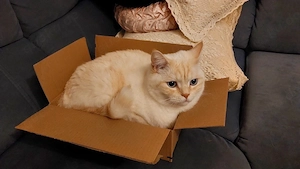 Lieber, ruhiger Kater (1,5 Jahre) sucht ein neues Zuhause