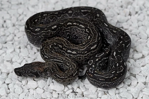 0.1 IMG Leopard ENZ aus 06 2025