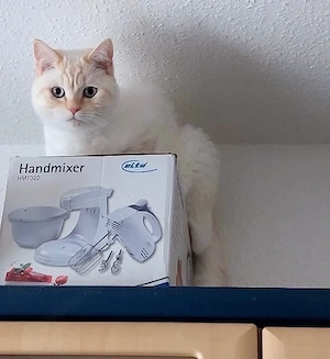 Lieber, ruhiger Kater (1,5 Jahre) sucht ein neues Zuhause