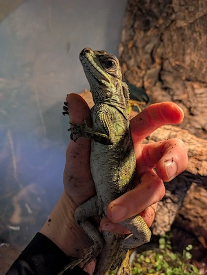 Hydrosaurus pustulatus, 2025, Segelechse