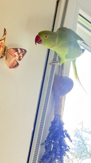 Pärchen Agaporniden uns 1 Halsbandsttich 