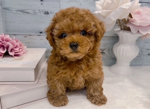 12 Wochen alter weiblicher Zwergpudelwelpe   