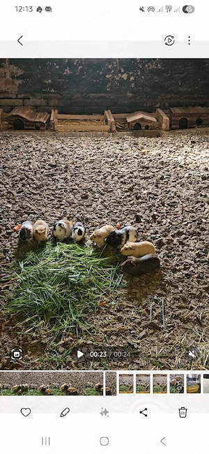 Meerschweinchen männlich 4-6 Monate alt 