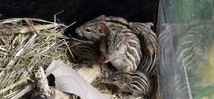 Streifengrasmäuse Jungtiere 26