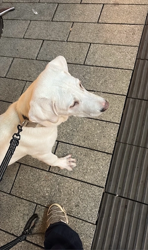 kangal akbas sucht dringend ein zuhause Bild 4