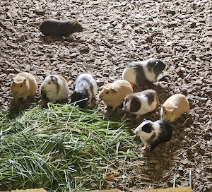 Meerschweinchen männlich 4-6 Monate alt 